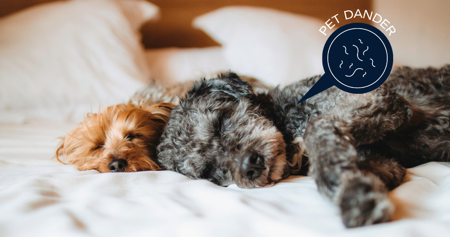 Common Sources of Poor Indoor Air Quality include pets