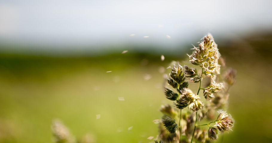 allergy air tips for pollen levels and seasonal allergies